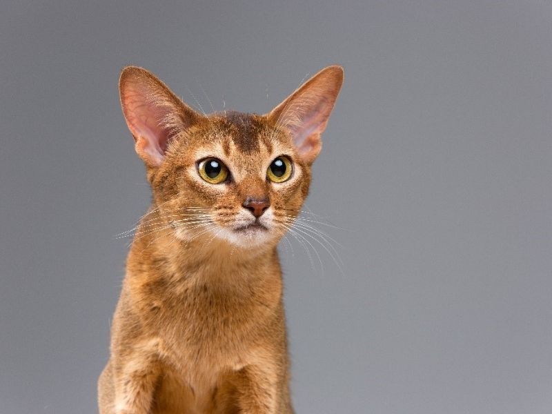 cat breeds with big ears-Abyssinian cat