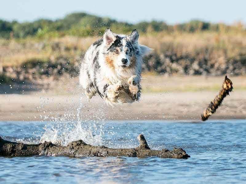 High Energy Dogs-keeping-pet