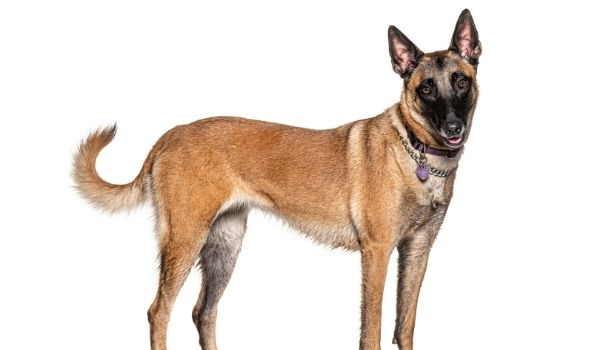 Belgian Malinois-best dog breeds for protection-keeping-pet