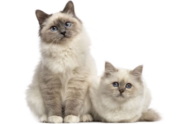 Two Blue-eyed Birman Cats sitting