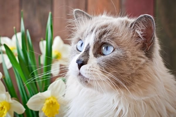 Close up of a Blue-eyed Ragdoll cat