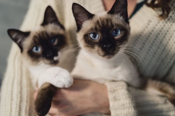 Two Blue-eyed Siamese in a woman's arms