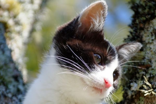 Close up of a Blue-eyed Snowshoe cat