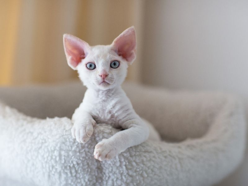 cat breeds with big ears-Devon Rex