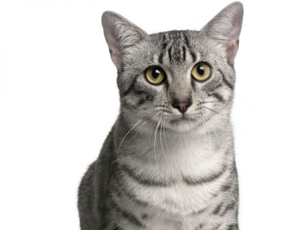 10 Most Famous Cat Breeds with Big Ears