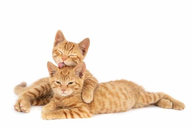 A cute orange tabby kitten licking an adult orange tabby cat's head
