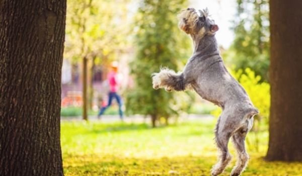 giant schnauzer bite force