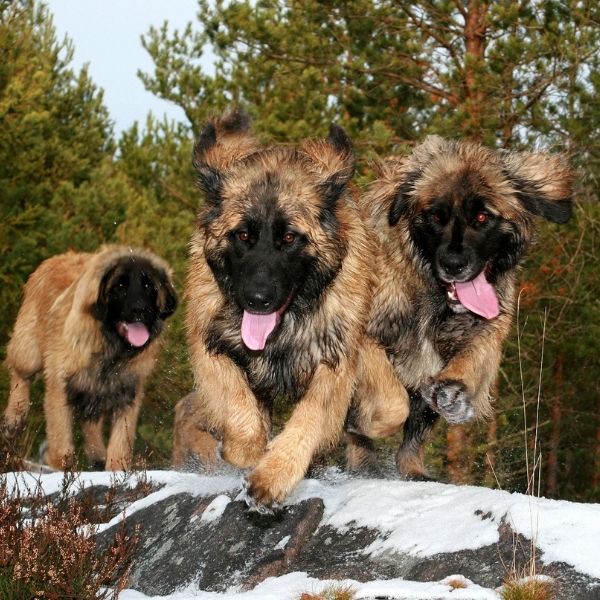 Leonberger-Best guard dogs-keeping-pet