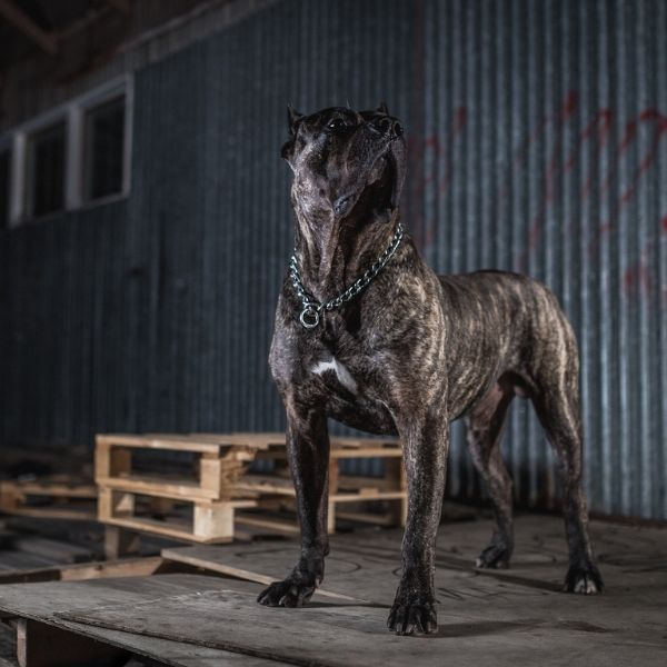 Dogo Canario-Best guard dogs-keeping-pet