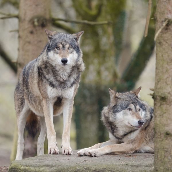 Wolfdog-Best guard dogs-keeping-pet