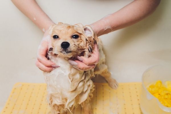 How to shower a puppy