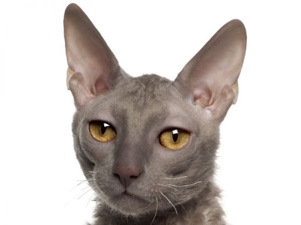 10 Most Famous Cat Breeds with Big Ears