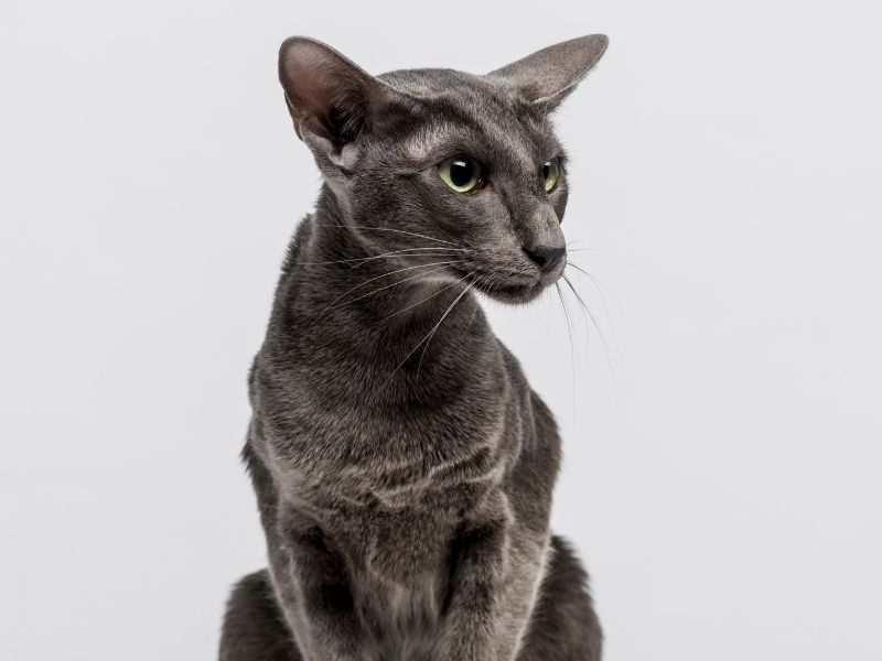 cat breeds with big ears-Oriental cat