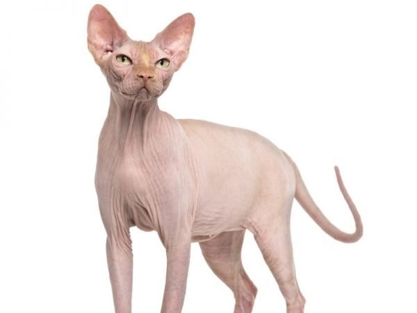 10 Most Famous Cat Breeds with Big Ears