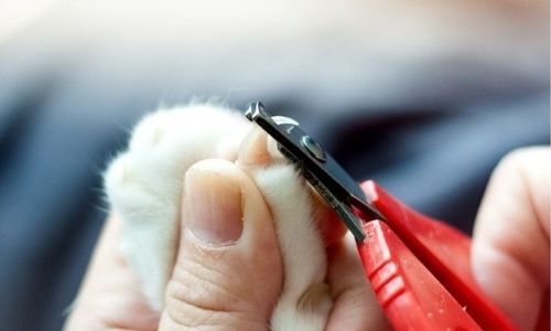 How to trim a cat nails