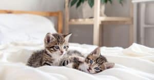 Two cute kittens playing in white bed
