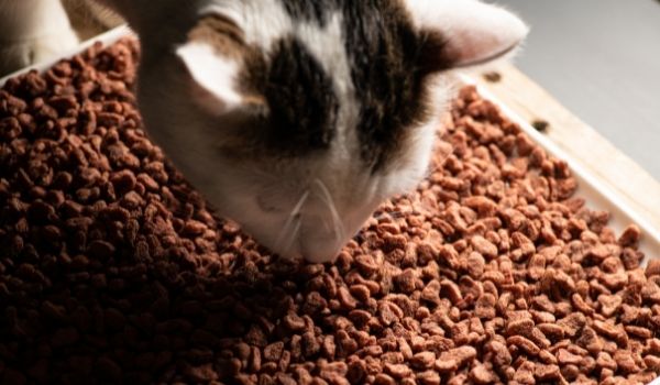 Can dogs eat cat food-keeping-pet