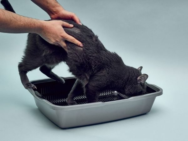 5 Reasons Kitten Not Using Litter Box: How To Fix It