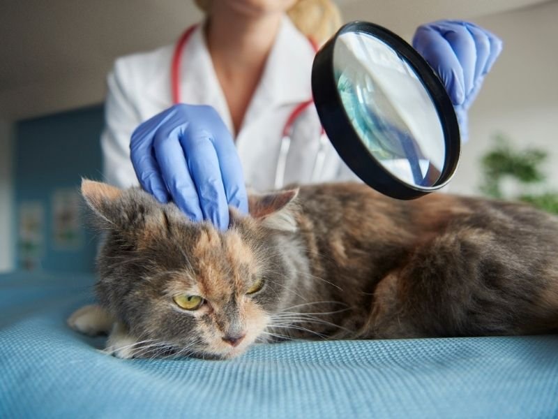 Signs your cat is sick