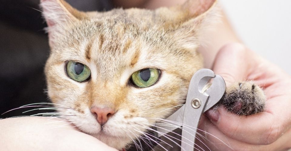 How to trim cat's nails