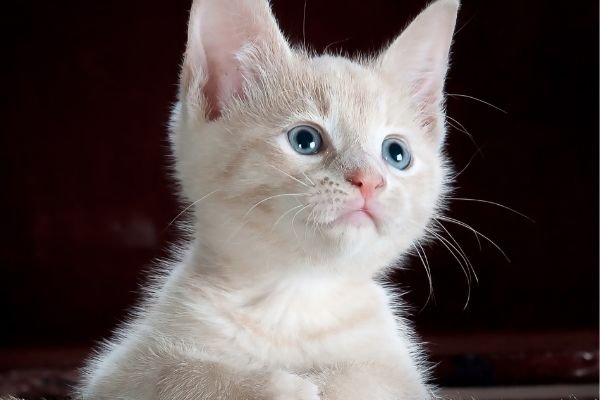 Close up of a blue-eyed Javanese