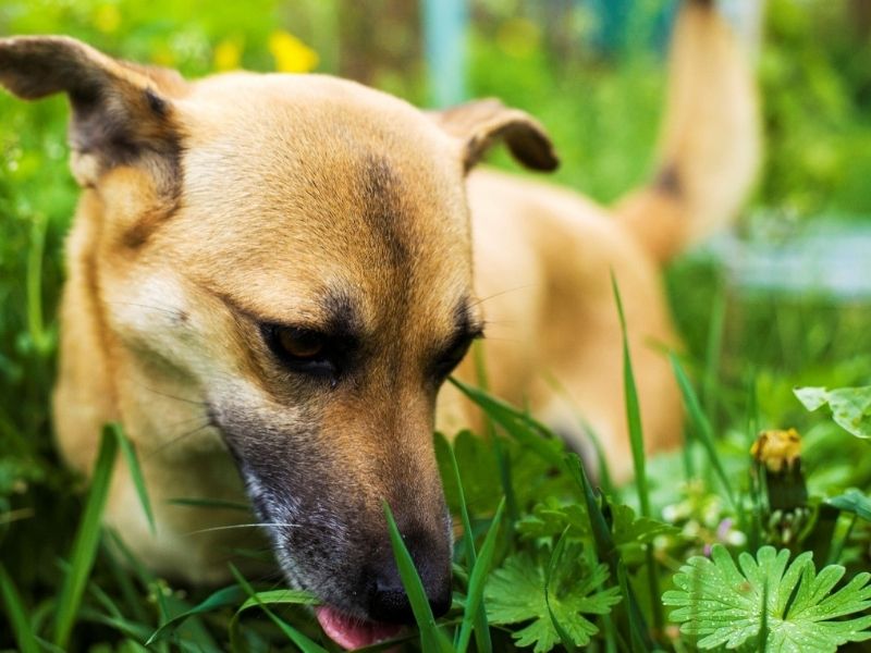 Dog eating grass and leaves