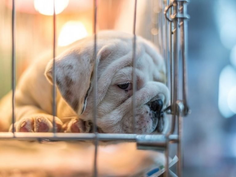 Are Puppy Mills Illegal in the United States?