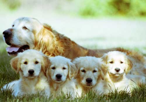 smartest-dog-breeds-golden-retriever