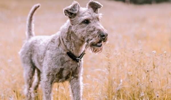 Airedale Terrier - how to cool down you puppy