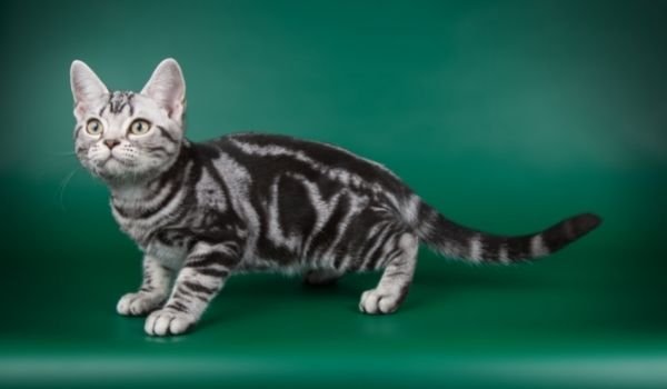 black and white striped cat breeds