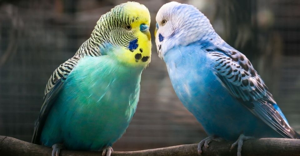 Are Parakeets Loud - keeping pet