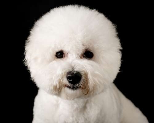 Bichon Frise - teacup dog breeds