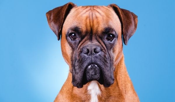 Dog Breeds For First Time Owners
