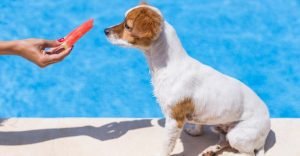 Can Dogs Eat Watermelons - keeping pet