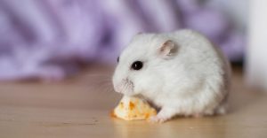 Can Hamsters Eat Cheese-keeping-pet