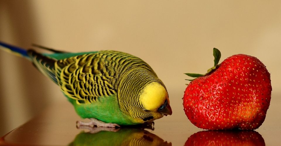 Can Parakeets Eat Strawberries - keeping pet