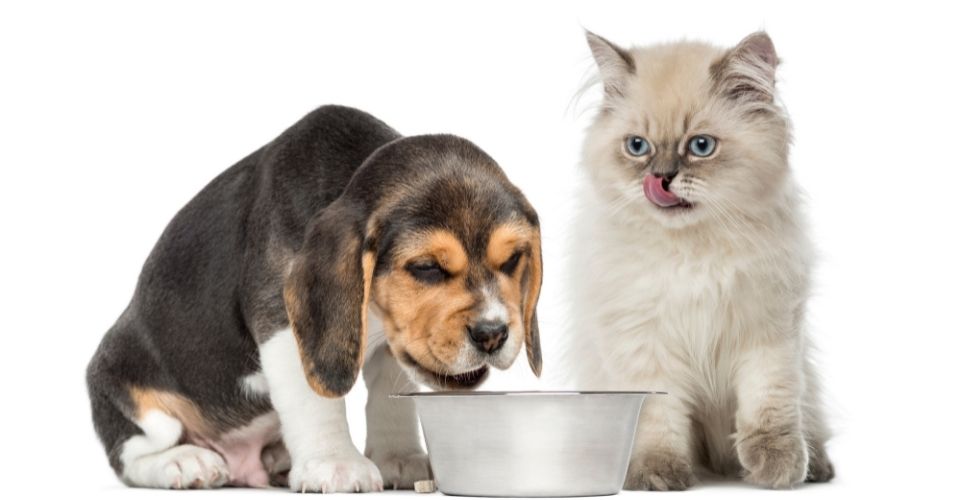 Can cats eat dog food-keeping-pet