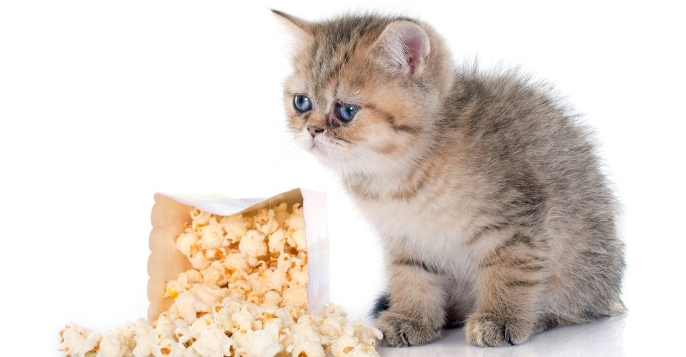 Can cats eat popcorn - keeping pet