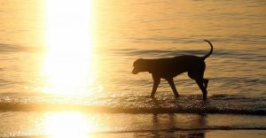 Cool Down Your Puppy in Hot Weather-Keeping-pet
