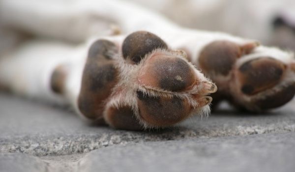 why do dogs lick their paws-keeping-pet
