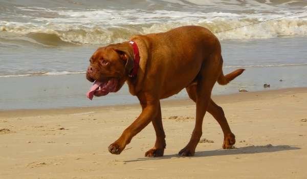 Dogue de Bordeaux - how to cool down you puppy