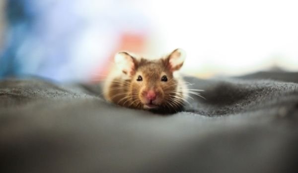 Teddy Bear Hamster-Dwarf Roborovski Hamster