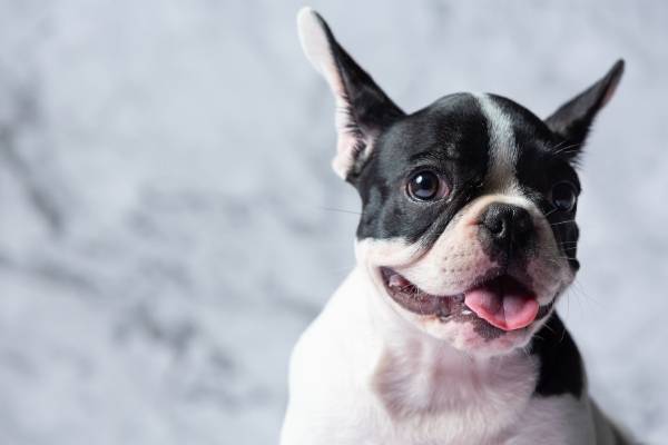 French Bulldog - best therapy dogs