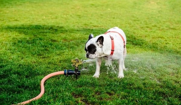 Cool Down Your Puppy in Hot Weather-Keeping-pet