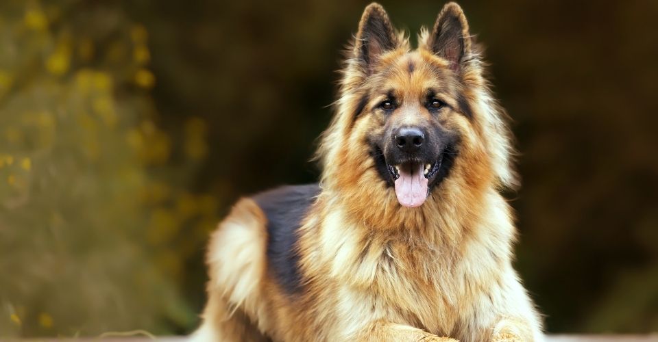 German Dog Breeds-keeping pet-German Shepherd