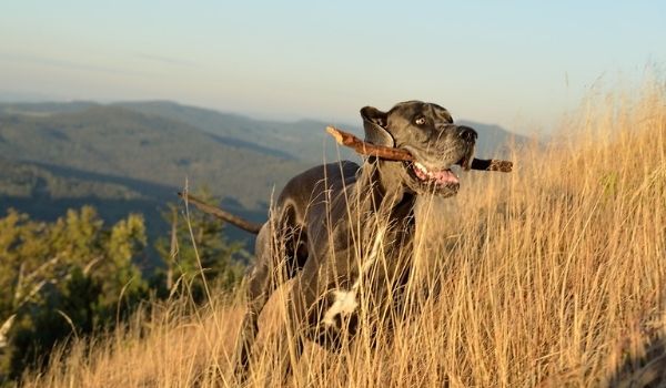 Great dane - Cool Down Your Puppy in Hot Weather-Keeping-pet