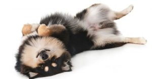 How to Teach a Dog to Roll Over?