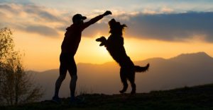 How to train a guard dog?-keeping-pet