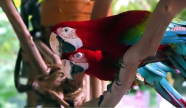 Are Parakeets Loud - keeping pet