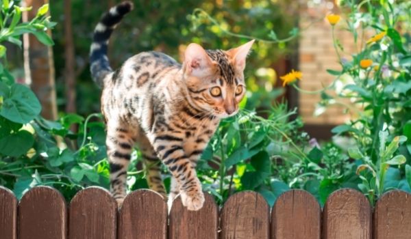  Stripped Bengal Cat Walking on a wooden wall